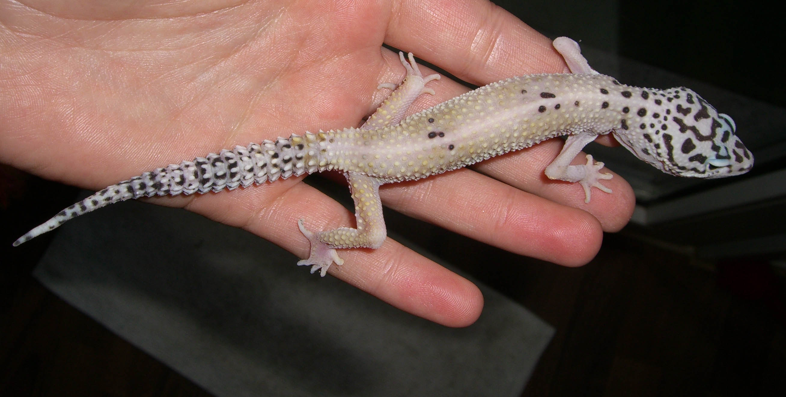 2 kranke Geckos.. seit Monaten ohne Diagnose - Krankheiten ...
